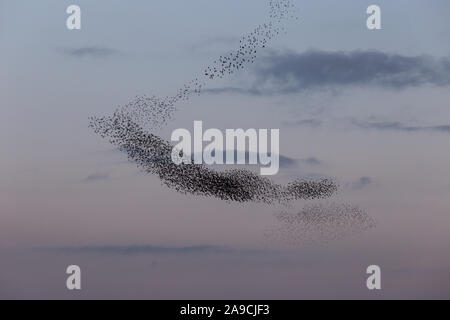 Nuée d'oiseaux de prendre une belle forme dans le ciel Banque D'Images