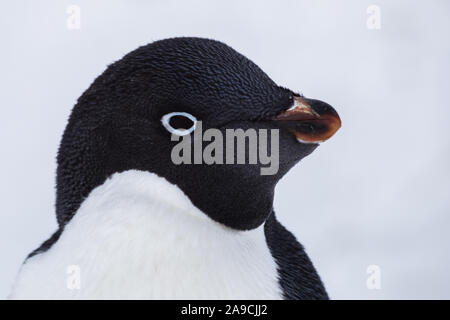 Close-up portrait of Adelie Penguin chef regarder caméra dans l'Antarctique avec la glace et la neige fond blanc, et les oiseaux de la faune de l'Antarctique Banque D'Images