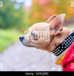 Chihuahua chien sur une promenade dans le parc. Un petit chien. Chien vif. Couleur de la lumière. Accueil animal. Chien sur un fond de verdure Banque D'Images