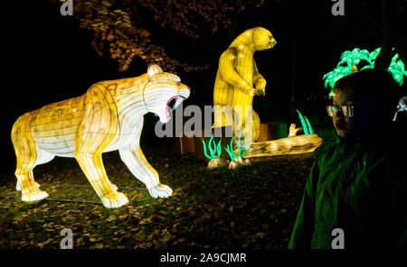 Zoo d'Édimbourg, Écosse, Royaume-Uni, 14 novembre 2019. Lanternes géantes au zoo d'Édimbourg. Le thème de la spectaculaire exposition de lanternes de cette année est « Lost Worlds », avec des dinosaures qui se baladaient sur un sentier étendu autour du zoo. Il présente des créatures étranges et merveilleuses de plus de 570 millions d'années de faune. Photo : Jamie carter, 8 ans, admire un tigre à dents de sabre Banque D'Images