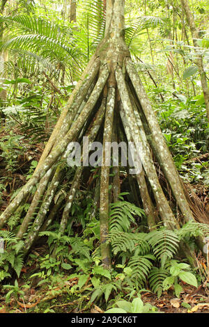 Vue imprenable sur le marcher, Socratea exorrhiza Cashapona ou Palm, est un palmier originaire des forêts tropicales en Amérique du sud tropicale Banque D'Images