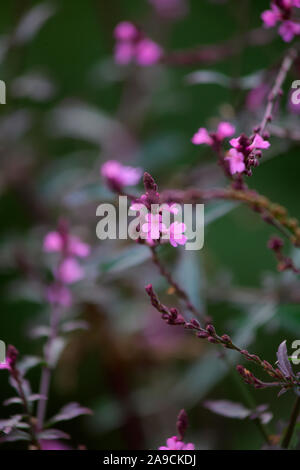 Verbena officinalis var. grandiflora 'Aviemore' Banque D'Images