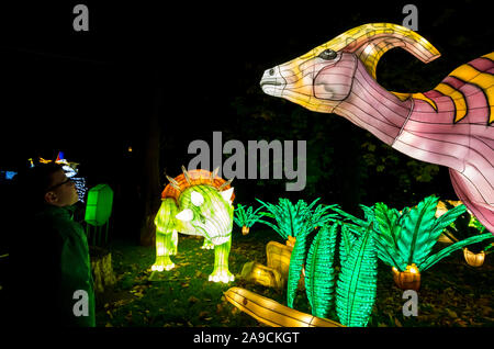 Zoo d'Édimbourg, Écosse, Royaume-Uni, 14 novembre 2019. Lanternes géantes au zoo d'Édimbourg. Le thème de la spectaculaire exposition de lanternes de cette année est « Lost Worlds », avec des dinosaures qui se baladaient sur un sentier étendu autour du zoo. Il présente des créatures étranges et merveilleuses de plus de 570 millions d'années de faune. Photo : Jamie carter, 8 ans, s'approche d'un dinosaure Banque D'Images