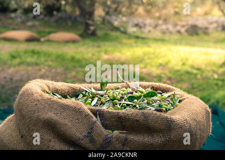 Olives fraîches récoltées dans des sacs dans un champ en Crète, Grèce pour la production d'huile d'olive, à l'aide de filets vert. Banque D'Images