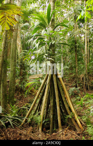 Vue imprenable sur le marcher, Socratea exorrhiza Cashapona ou Palm, est un palmier originaire des forêts tropicales en Amérique du sud tropicale Banque D'Images