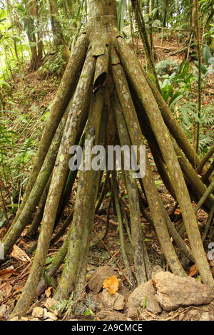 Vue imprenable sur le marcher, Socratea exorrhiza Cashapona ou Palm, est un palmier originaire des forêts tropicales en Amérique du sud tropicale Banque D'Images