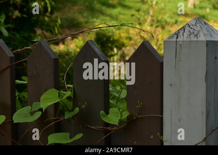Vigne verte sur brown et clôture blanche en été, Close up Banque D'Images