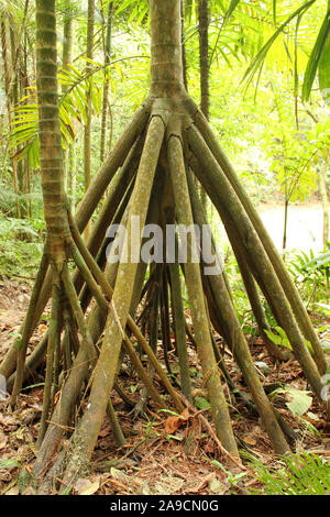 Vue imprenable sur le marcher, Socratea exorrhiza Cashapona ou Palm, est un palmier originaire des forêts tropicales en Amérique du sud tropicale Banque D'Images