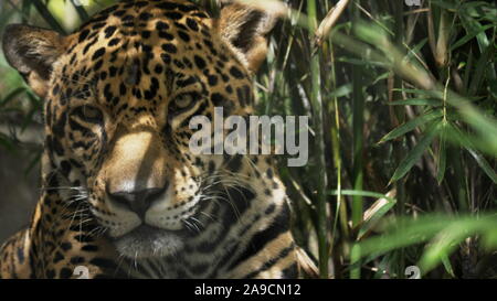 JACKSONVILLE, GA, USA - OCT, 23, 2017 : vue rapprochée d'une jaguar en floride - éditorial uniquement Banque D'Images