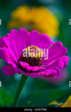 Zinnia Zinnia Violet Prince avec Canary Bird Banque D'Images