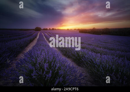 Nuageux coucher du soleil à champs de lavande de Brihuega à Guadalajara, en Espagne. La lumière sur les champs colorés de pourpre. Banque D'Images