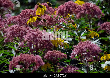 Eupatorium maculatum atropurpureum (Groupe) 'Riesenschirm' AGM avec Rudbeckia laciniata 'Herbstsonne' AGA à début Septembre Banque D'Images