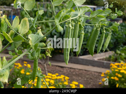 Les gousses de pois qui poussent dans le jardin de légumes, poussent sur un allotissement bien gardé Banque D'Images