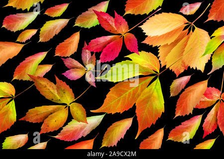 Automne décoration laisse Banque D'Images