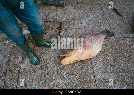 Marché de poisson de Tanger, Maroc Banque D'Images