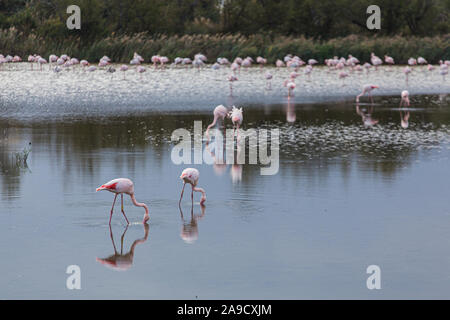 Beaucoup de grands flamants roses la pêche sur un lac tranquille dans les zones humides La Camargue, France Banque D'Images