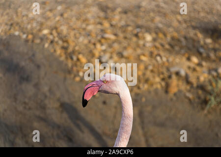 Grand oiseau flamant rose tête portrait close up encore Banque D'Images
