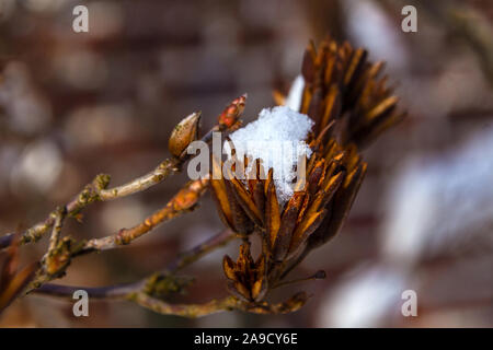 L'hiver et la neige azalea Banque D'Images