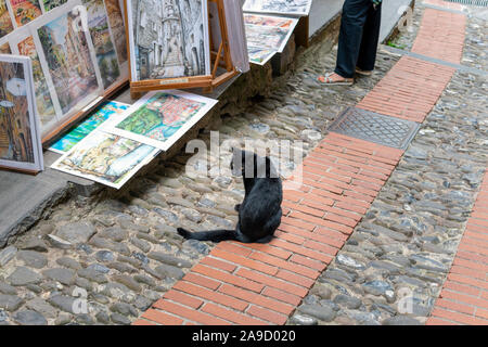 Un chat noir à poil court est situé sur une route pavée à côté d'une boutique de l'artiste dans le village médiéval de Dolceacqua, Italie. Banque D'Images