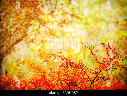 Paysage d'automne arrière-plan. La couleur dans la nature. Banque D'Images