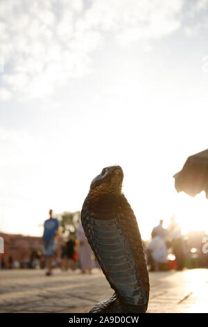 Cobra. Djemaa el-Fna, Marrakech, Marrakech, Maroc, Afrique du Nord, d'Afrique, Banque D'Images