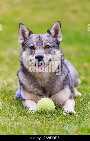 Un petit sourire mignon Vallhund suédois - chien Banque D'Images