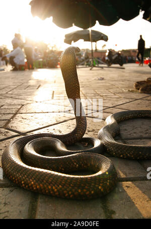 Cobra. Djemaa el-Fna, Marrakech, Marrakech, Maroc, Afrique du Nord, d'Afrique, Banque D'Images