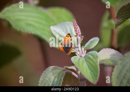 Lycaena phlaeas ab. caeruleopunctata, le petit papillon cuivre reposant sur Plectranthus argentatus forme aberrante de l'aga avec des marques bleues sur le bord Banque D'Images