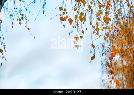 Birche en jaune l'automne. Automne fond Banque D'Images