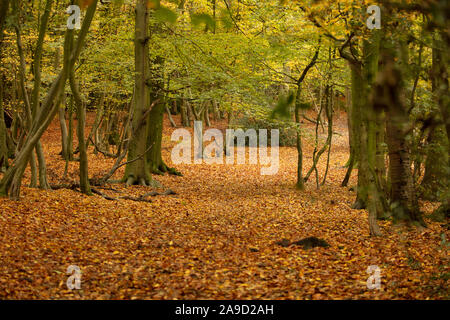 Sol recouvert de feuilles brun-jaune et orange en novembre l'automne en Angleterre, Royaume-Uni Banque D'Images