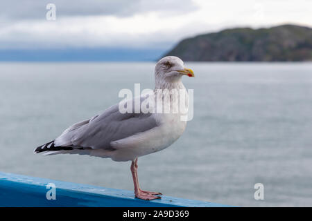 Mouette debout sur la rampe de la jetée de Llandudno, le Nord du Pays de Galles, Royaume-Uni Banque D'Images