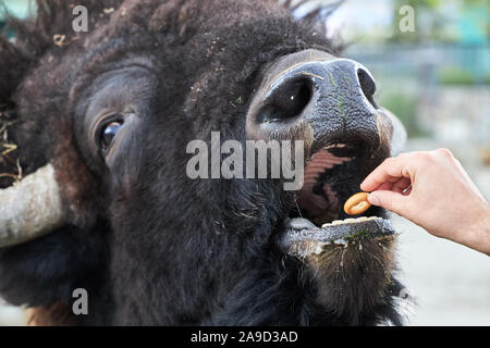 Shaggy énorme bison manger un petit cookie des mains d'un homme, close-up. Banque D'Images