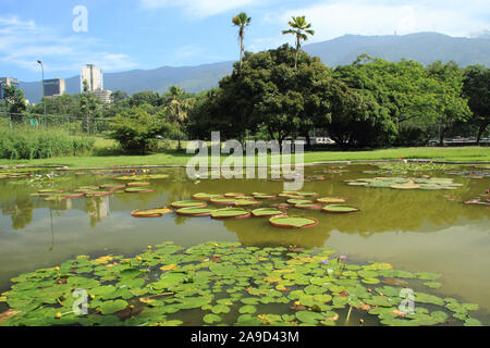 Une vue sur le quartier bohème de Bellas Artes de Caracas ville avec des gratte-ciel et la végétation, Jardin botanique de Central Park Banque D'Images