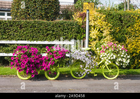 Bordure de deux bicyclettes peint en vert avec des fleurs de pétunias Surfinia blanc et rouge qui les couvre. Banque D'Images