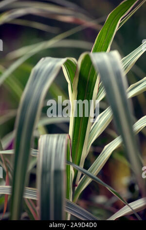 Miscanthus sinensis var. condensatus 'Cosmopolitan' (v) AGM Banque D'Images