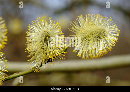 Les chatons de fleurs mâles, Citrine, Salix caprea (Citrine), Haute-Bavière, Bavière, Allemagne Banque D'Images