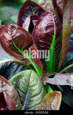 Rosa 'radicchio di Treviso precoce' Cichorium intybus Chicorée feuilles Banque D'Images