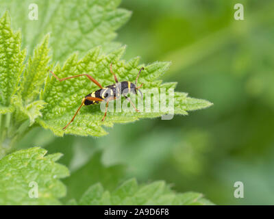 Wasp beetle, Clytus arietis, assis sur une feuille Banque D'Images