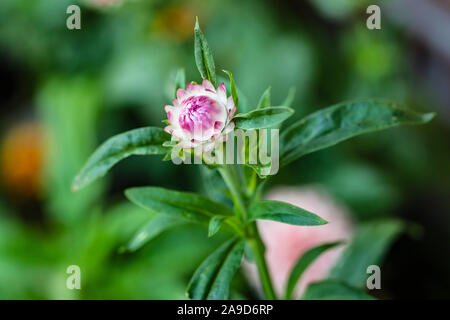 Helichrysum bracteatum, fleur de paille 'Moreska", close-up Banque D'Images