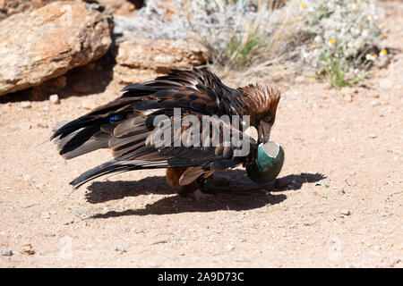 Un aigle australien prend la fuite d'Alice Springs, Australie Banque D'Images