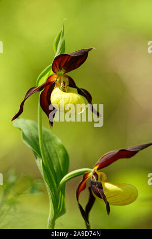 Lady's Slipper orchid, Cypripedium calceolus Banque D'Images