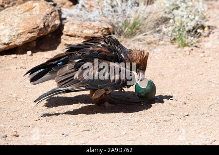 Un aigle australien prend la fuite d'Alice Springs, Australie Banque D'Images