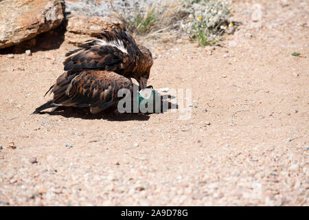 Un aigle australien prend la fuite d'Alice Springs, Australie Banque D'Images