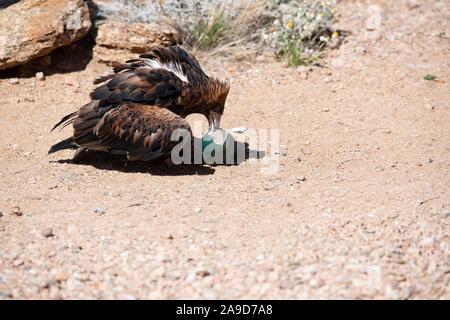 Un aigle australien prend la fuite d'Alice Springs, Australie Banque D'Images