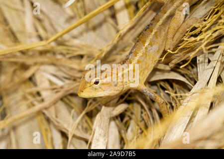 Oriental garden lizard, femme, Calotes versicolor, Chiang Dao, Thaïlande Banque D'Images