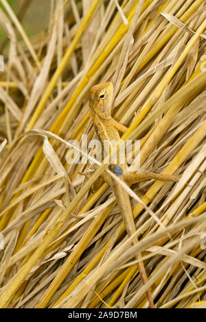 Oriental garden lizard, femme, Calotes versicolor, Chiang Dao, Thaïlande Banque D'Images