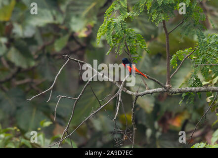 Minivet rouge écarlate, Pericrocotus speciosus, Chiang Dao, Thaïlande Banque D'Images