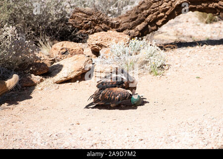 Un aigle australien prend la fuite d'Alice Springs, Australie Banque D'Images