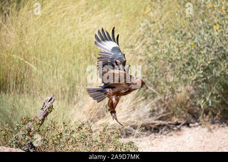 Un aigle australien prend la fuite d'Alice Springs, Australie Banque D'Images