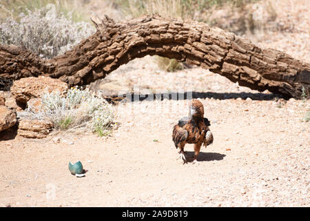 Un aigle australien prend la fuite d'Alice Springs, Australie Banque D'Images